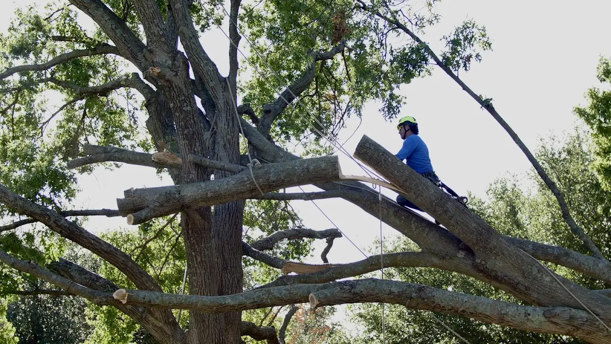Professional Hazardous Tree Removal performed by certified arborists in Licking